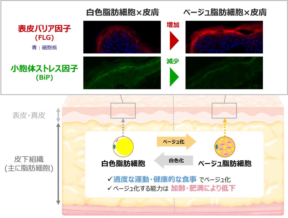 エネルギーを燃やす「ベージュ脂肪細胞」が肌のバリア機能を高めることを発見PDF:405KB エネルギーを燃やす「ベージュ脂肪細胞」が肌のバリア機能を高めることを発見PDF:405KB