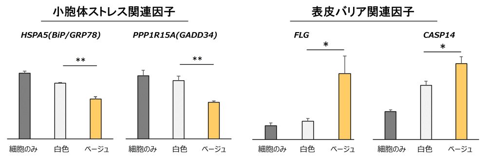 エネルギーを燃やす「ベージュ脂肪細胞」が肌のバリア機能を高めることを発見PDF:405KB